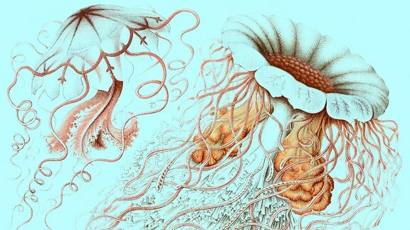 Zeichnung von Haeckel