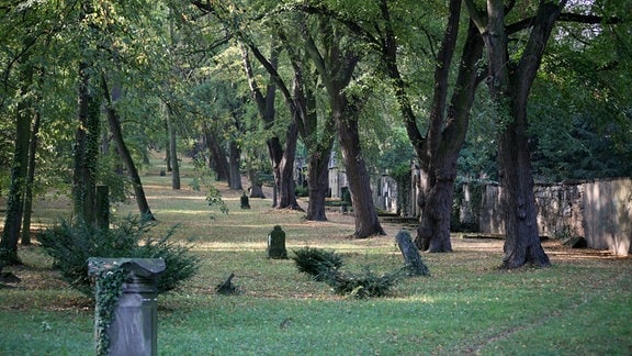 Auf dem Weimarer Friedhof stehen mehrere wildwachsende Bäume in einer Reihe.