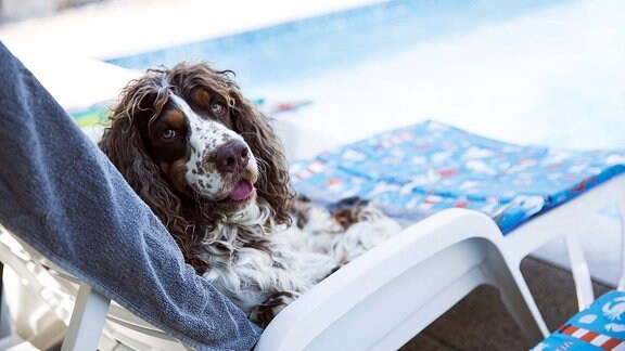 Hund am pool