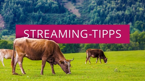 Kühe grasen auf einer Wiese, dahinter ein Berg, in weißer Schrift auf magenta Hintergrund steht "Streaming-Tipps"