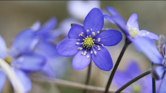 Ein Blaues Leberblümchen