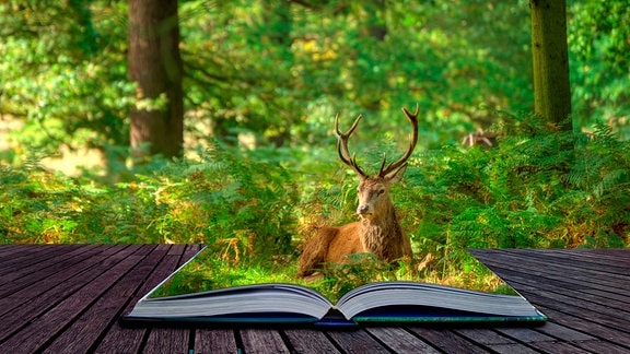Zu sehen ist eine Collage: Ein Hirsch liegt auf einem aufgeklappten Buch.