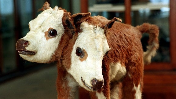 Präpariertes zweiköpfige Kalb im Naturalienkabinett des Museums Waldenburg