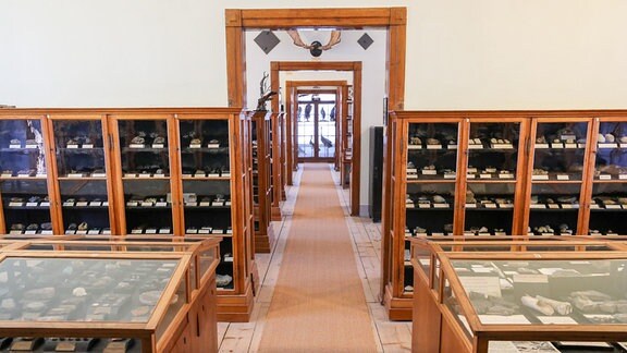 Blick in die historische Sammlung im Naturalienkabinett von Museum Waldenburg. Mit Millionenaufwand wurde das Haus und die Ausstellung in den letzten drei Jahren auf den neuesten Stand der Technik gebracht. 