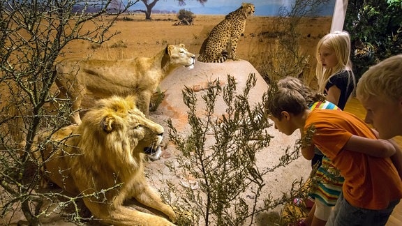 Kinder betrachten einen Löwen, Tiger, Puma, Leopard und Gepard in ihrem Lebensraum im Naturkundemuseum Erfurt.