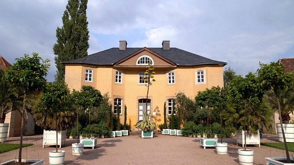 Eine blühende Agave vor der Orangerie im Schlosspark Belvedere Weimar ist zu sehen. 