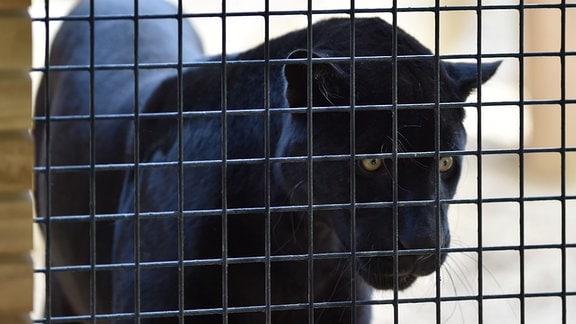 ein schwarzer Panther in einem Käfig