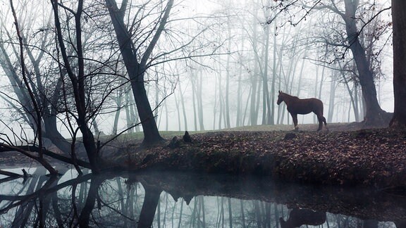 Ein Pferd steht am Ufer eines Teichs.
