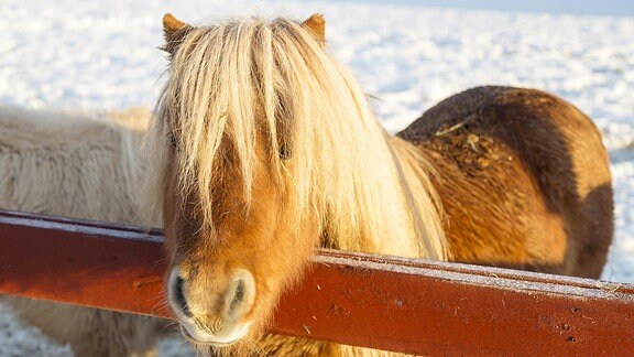 Brown Shetland Pony