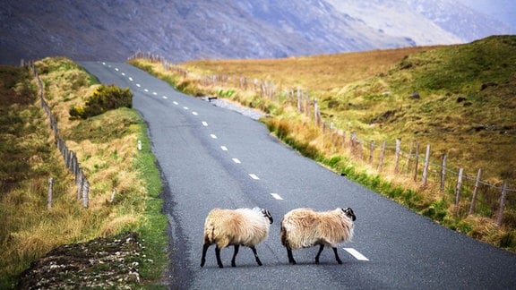Zwei Schafe auf einer Landstraße in Connemara, Irland.