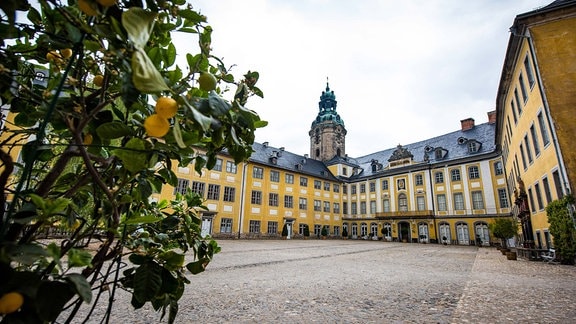 Schloss Heidecksburg: Blick in den weitläufigen Schlosshof, vorne im Bild ein Zitronenbaum, im Hintergrund ein Turm.