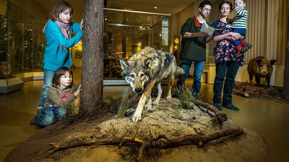 Eine Familie staunt im Görlitzer Naturkundemuseum über einen ausgestopften Wolf.