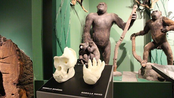 Weiße Nachbildungen von Schädel und Händen eines Affen auf einer schwarzen Stele. Im Hintergrund ist das Modell eines Gorillas zu sehen.