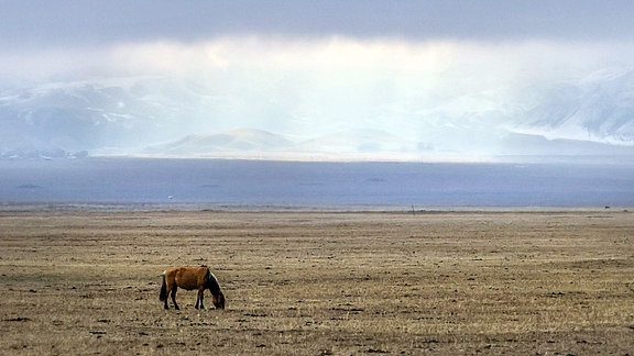 Ein Pferd weidet in der Weite der kasachischen Steppe.
