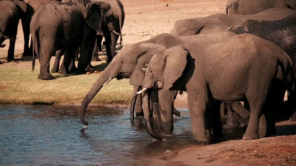 Elefanten trinken aus einem Gewässer.