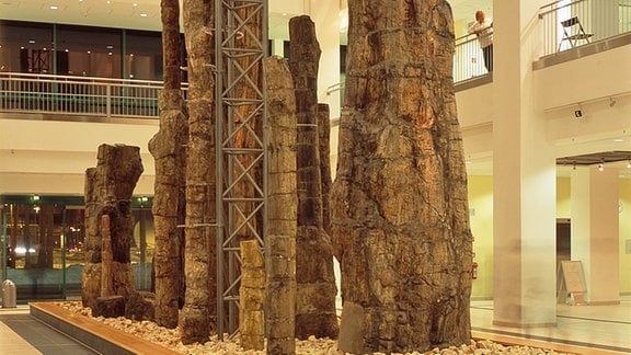 Versteinerte Baumstämme stehen im Chemnitzer Naturkundemuseum im Tietz