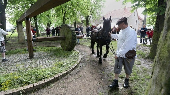 In der Waidmühle Rohrborn zieht ein Mann mit einem Pferd einen Mühlstein.