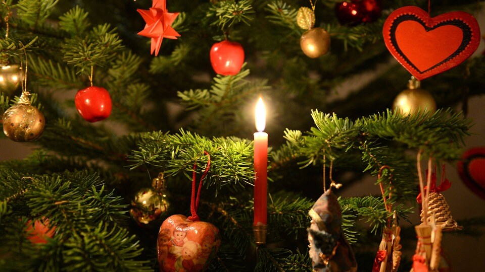 Achtung Ein Baum Trinkt Nicht Er Sauft Mdr De