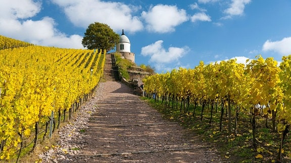 Goldener Herbst in den Weinbergen von Schloss Wackerbarth mit Blick zum Jacobstein, Radebeul
