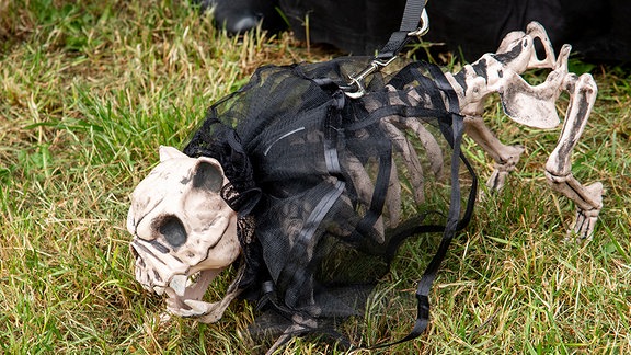 Viktorianischs Picknicks beim WGT 2024: Skelett eines Hundes mit schwarzem Rüschen-Geschirr