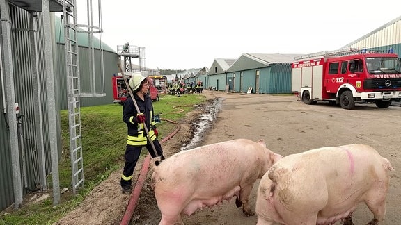 Feuerwehr und Schweine vor einem Stall