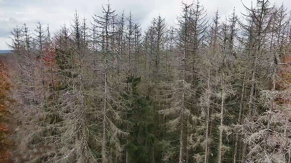 Baumwipfel in einem von Trockenheit befallenen Wald