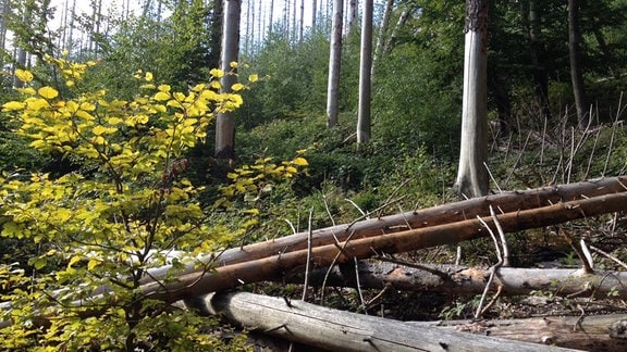 Vom Borkenkäfer befallene, tote Fichten im Nationalpark Harz
