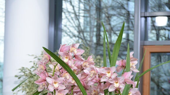 Eine dichte etwa einen Meter hohe Orchideenpflanze steht auf einem kleinen Blumentischchen. Die Pflanze hat viele rosa Blüten.