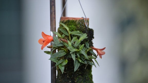 Eine kleine Orchidee mit einer besonderen glockenförmigen kleinen roten Blüte. Die Pflanze wächst außen auf Moss an einem speziellen Tontopf