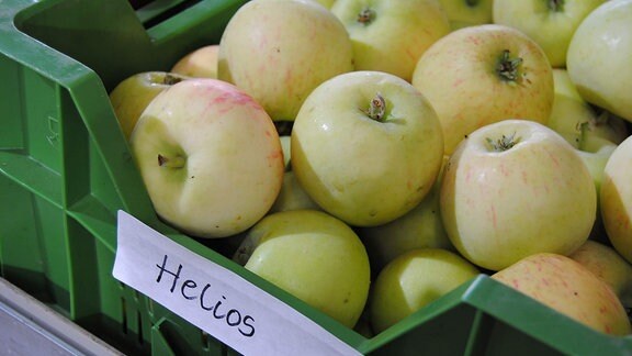Zahlreiche hellgrüne Sommeräpfel der Sorte 'Helios' liegen in einer flachen, grünen Kunststoffkiste