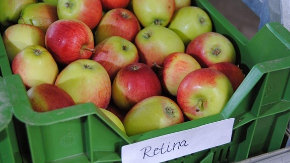 Zahlreiche rot-grüne Sommeräpfel der Sorte 'Retina' liegen in einer flachen, grünen Kunststoffkiste