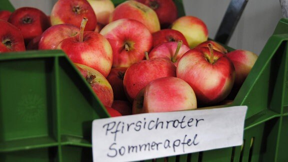 Zahlreiche rot Sommeräpfel mit grünen Flecken der Sorte 'Pfirsichroter Sommerapfel' liegen in einer flachen, grünen Kunststoffkiste