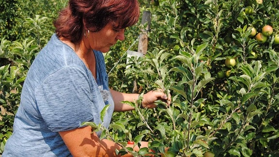 Die Obstbau-Expertin Monika Möhler hält einen senkrecht stehenden Trieb einer Apfelbaums in einer Plantage und setzt weiter unten eine rote Gartenschere an.