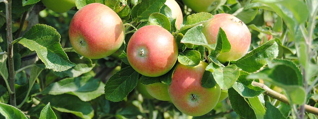 Einen Apfelbaum Pflanzen Und Richtig Pflegen Mdr De