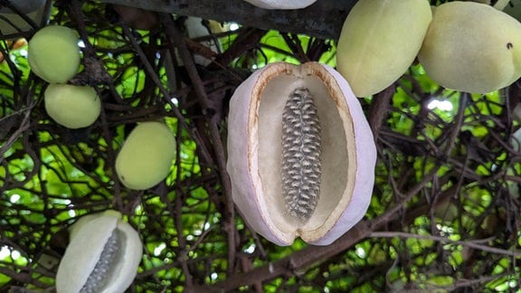 Eine aufgeplatzte Frucht der Akebie.