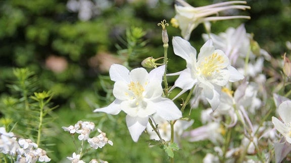 Weiße Blüten einer Akelei-Pflanze