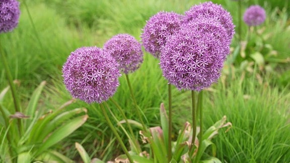 Blühender Zierlauch (Allium) in lila.