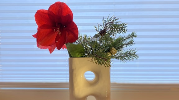Eine Amaryllis in der Vase.