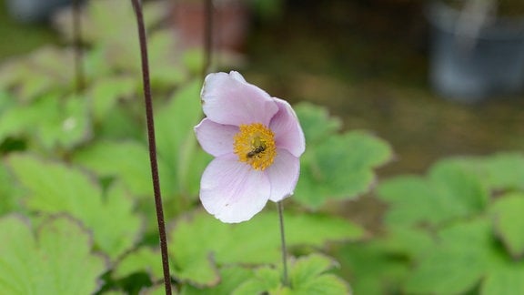 zarte, rosa Blüte einer Anemone