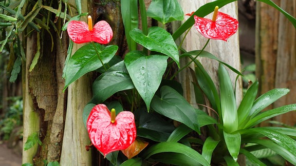Anthurie mit roten Blüten