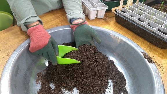 Mischen von Anzuchterde aus frischer Maulwurfserde, gesiebtem Kompost und Sand