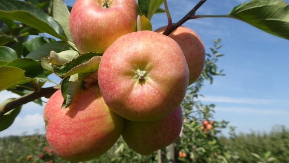 Apfelplantage des Bundessortenamtes Wurzen.