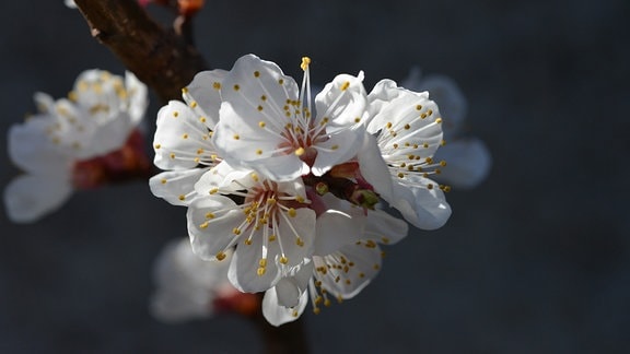 Blüte einer Aprikose.