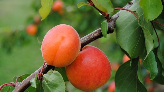 Zwei orangerote, reife Aprikosen an einem Zweig