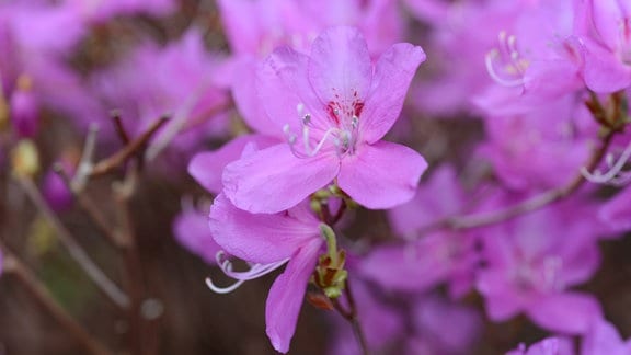 Lila Blüten einer Azalee