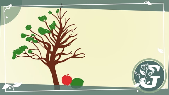 ein Baum, ein grünes Blatt und ein roter Apfel, gezeichnet, in einem grauen Rahmen 
