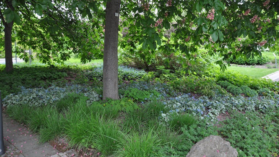 52+ Baum Für Schattigen Vorgarten, In diesem artikel erfahren sie