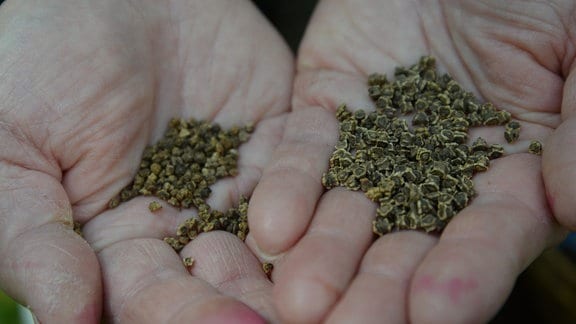 Samen von verschiedenen Beete-Sorten