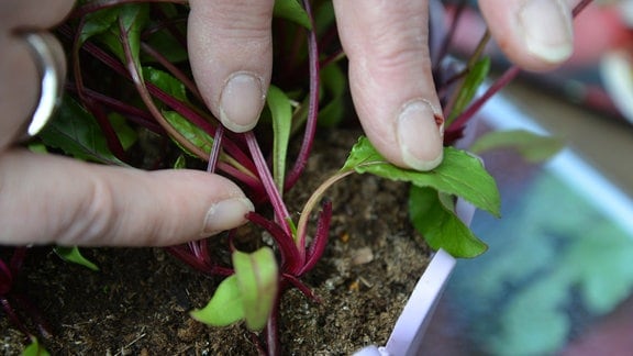 ein Finger zeigt auf das innere Blatt – das Herz in einer jungen Beetepflanze