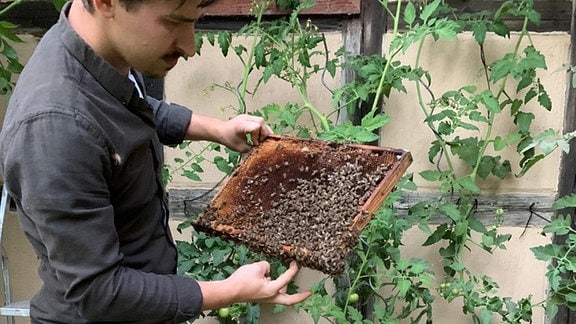 Imker Max Reschke hält eine Bienenwabe an der sich Bienen sammeln
